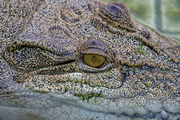 istock Crocodile in the farm 1063755622