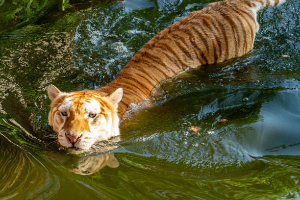 istock Tiger is in the pool to cool down. 1063755648