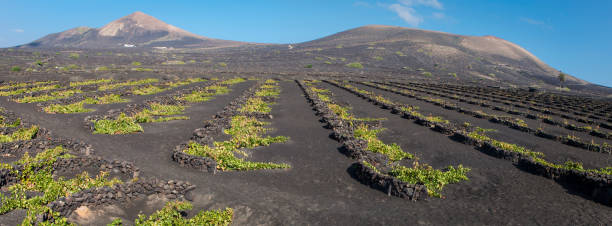 istock Volcanic wine valley of La Geria 1063755682