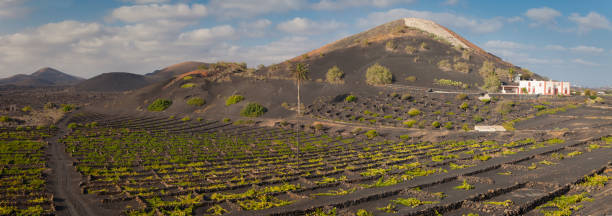 istock Volcanic wine valley of La Geria 1063755698