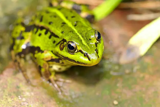 Waterfrog (Rana esculenta)