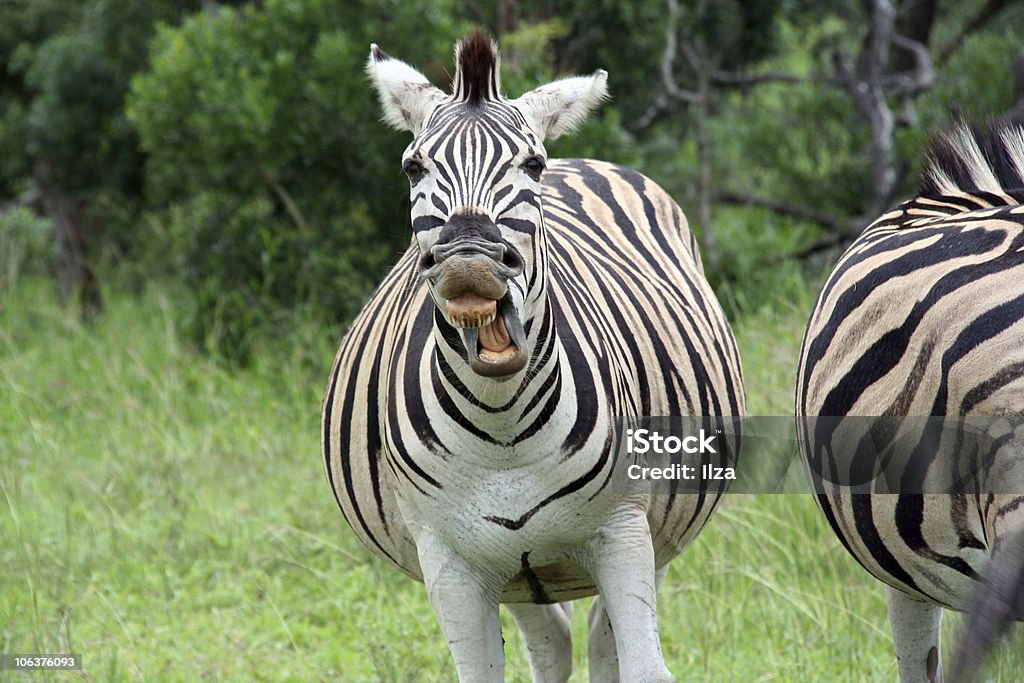 Burping Zebra Zebra Barking Stock Photo - Download Image Now - Yawning, Zebra, Animal ...