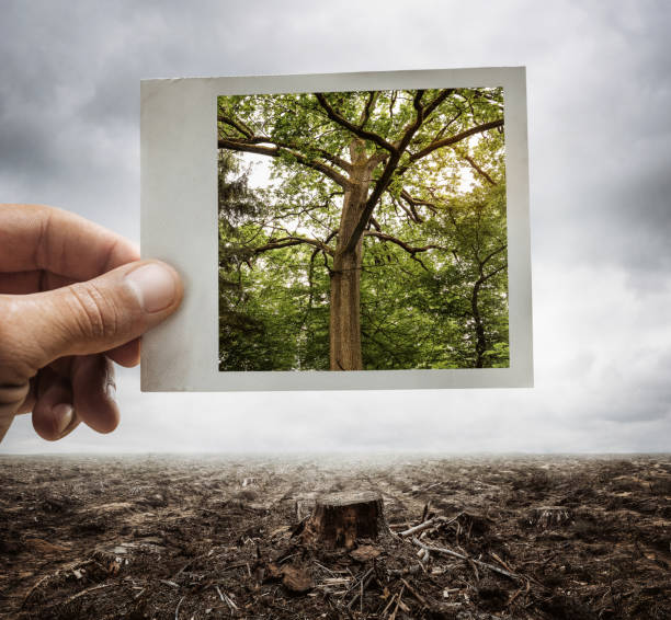 Environment conservation concept Environment conservation concept, male hand holding photograph with tree on it deforestation photos stock pictures, royalty-free photos & images