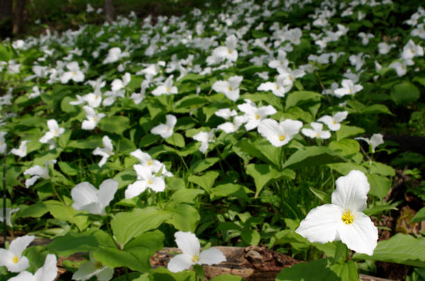 istock Field of Trilliums 1063764392