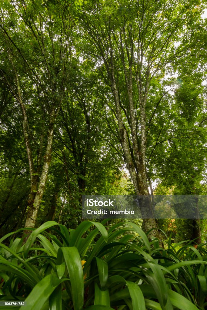 Very Tree Very Tall Trees Stock Photo - Download Image Now - Back Lit, Branch ...