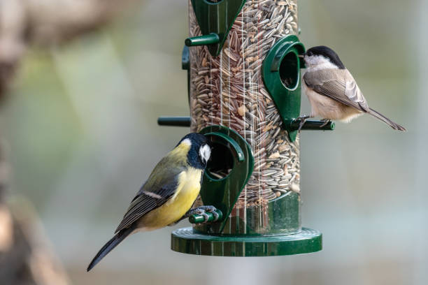 Close up of birds eating out of a seed feeder Small tit birds eating sunflower seeds from a feeder or dispenser in autumn. parus palustris stock pictures, royalty-free photos & images