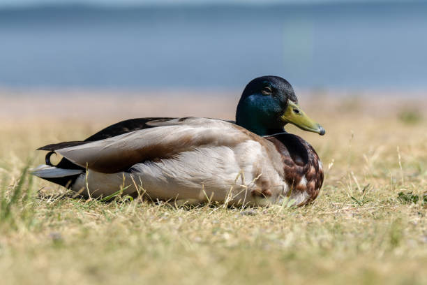 Close up low angle view of a male mallard duck with blue head resting in summer sunshine