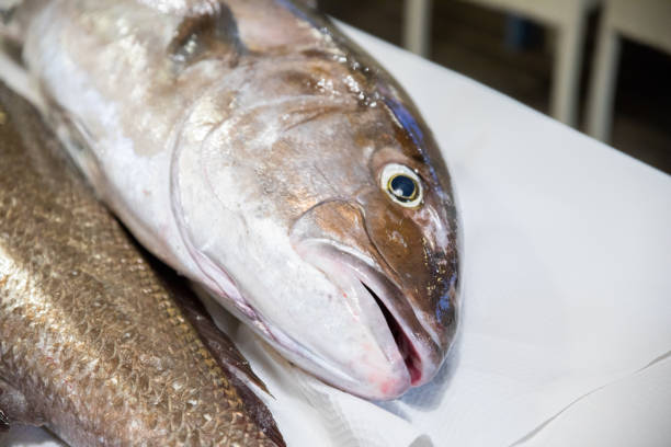istock big fresh raw fish Greater Amberjack on table 1063765514