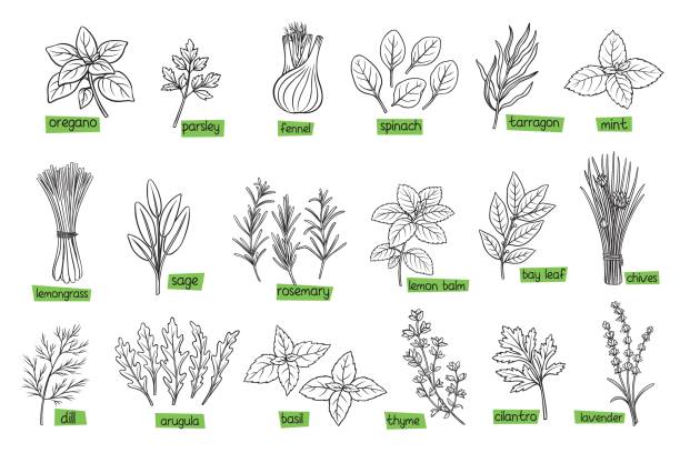 ilustraciones, imágenes clip art, dibujos animados e iconos de stock de hierbas culinarias populares - arugula salad plant leaf