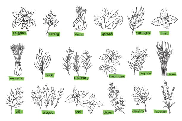 ilustrações, clipart, desenhos animados e ícones de ervas culinárias populares - parsley herb leaf herbal medicine