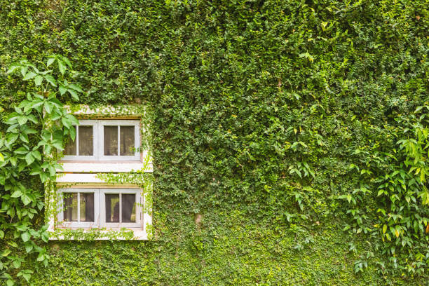 istock white window on green wall with climbing plant background 1063767506
