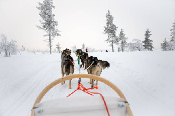 istock Husky dog sledding in Lapland, Finland 1063768086