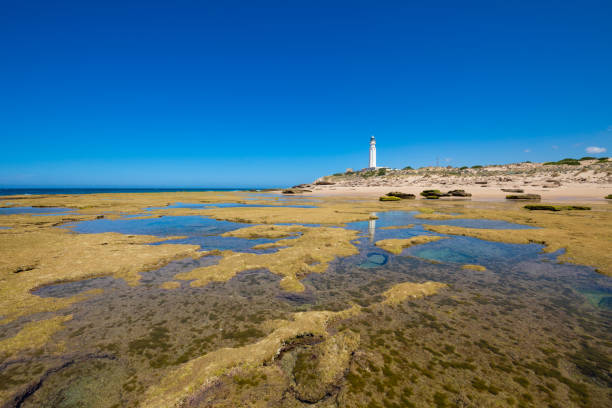 istock low tide rocky seaside in Trafalgar Cape with lighthouse reflected 1063768110