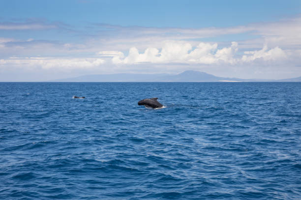 istock pilot whale jumping in Atlantic Ocean in front of Spanish coastline 1063769310
