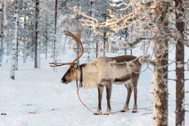 istock Reindeer in winter, Lapland, Finland 1063769412