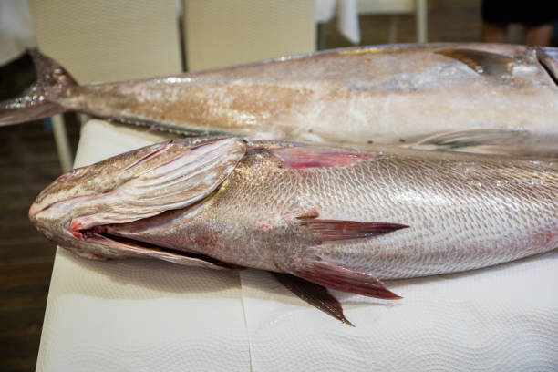 two big fresh raw fish Corvina and Greater Amberjack on table two big fresh raw fish Corvina (croaker, meager, meagre, jewfish) and Greater Amberjack, or Seriola Dumerili, on white paper tablecloth on table raw croaker fish stock pictures, royalty-free photos & images