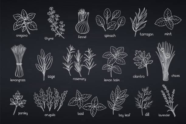 ilustraciones, imágenes clip art, dibujos animados e iconos de stock de hierbas culinarias populares - herbal medicine illustrations
