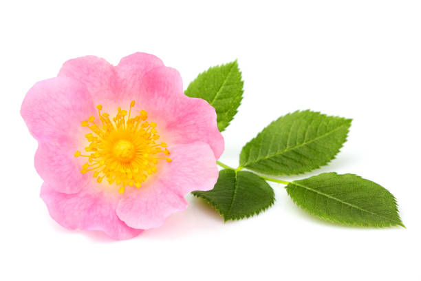 wild rose flower isolated. - dogrose imagens e fotografias de stock