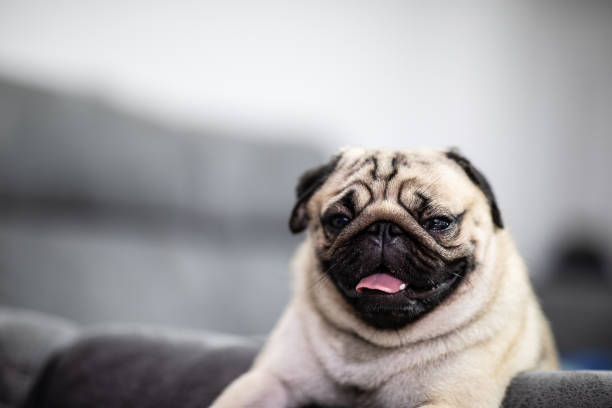 istock cute dog pug breed have a question and making funny face feeling so happiness and fun,Selective focus,Friendship Concept 1063770140