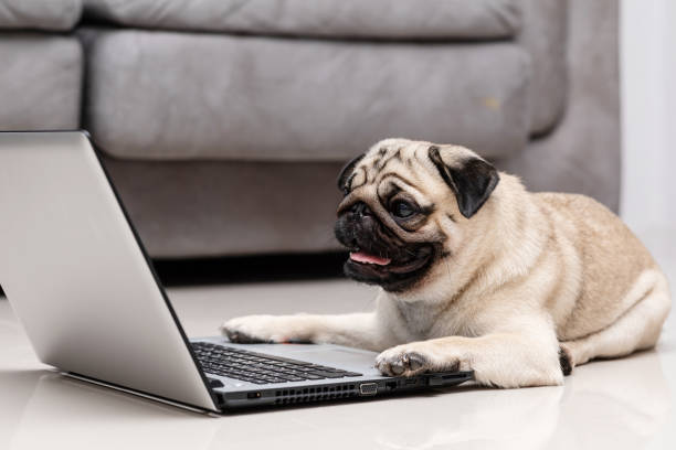 istock Cute dog Pug breed lying on ground looking on computer screen working and typing with computer laptop feeling happiness and comfortable 1063770142