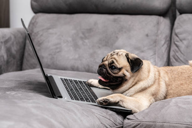 istock Cute dog Pug breed lying on ground looking on computer screen working and typing with computer laptop feeling happiness and comfortable 1063770150