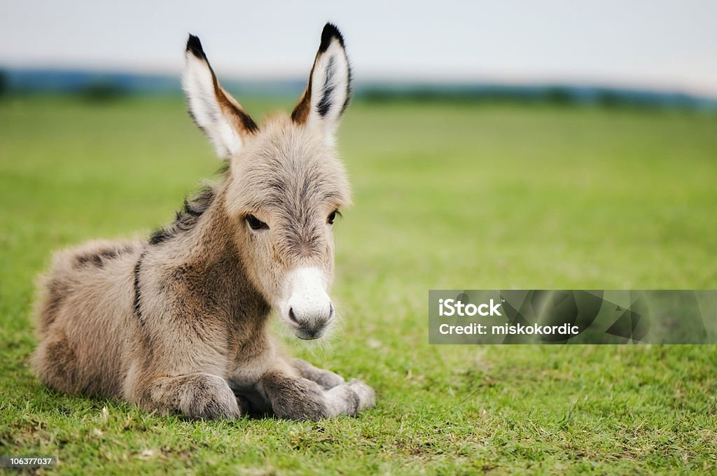 baby donkey young mule or baby donkey Donkey Stock Photo