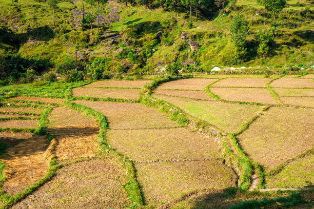 istock Step Field / Farming in Bageswar, Uttrakhand, India 1063772316