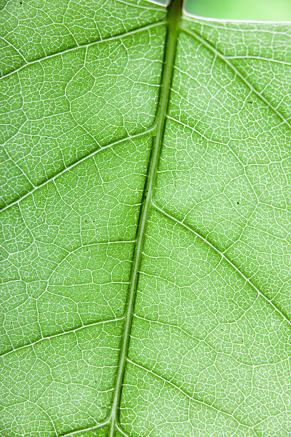 istock maco view o green leaf with veins 106377253