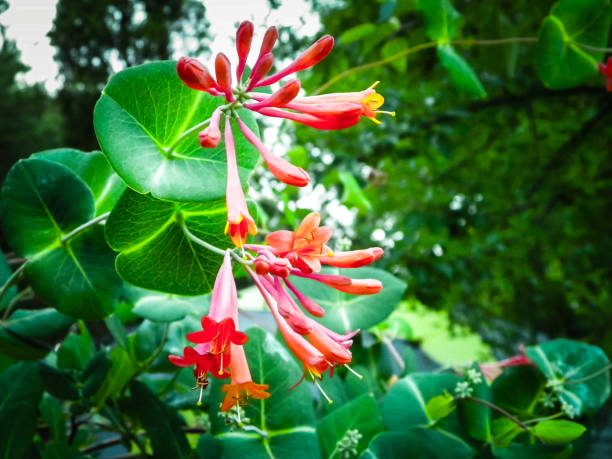 istock Close up of honeysuckle flowers 1063773748