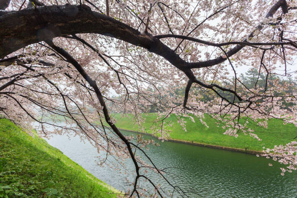 istock Pink sakura blossom during raining at Tokyo 1063774072