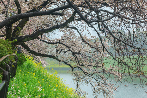istock Pink sakura blossom during raining at Tokyo 1063774596