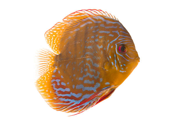 istock Discus - King of the aquarium 106377501