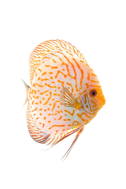 istock Discus - King of the aquarium 106377539