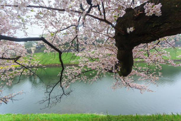 istock Pink sakura blossom during raining at Tokyo 1063775886