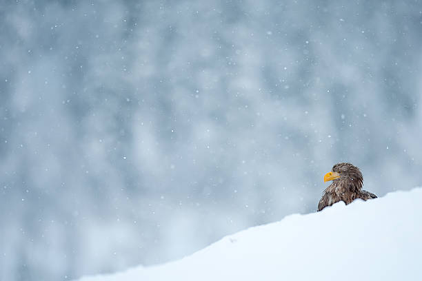 white-sea eagle - snowing eagle white tailed eagle cold stock-fotos und bilder