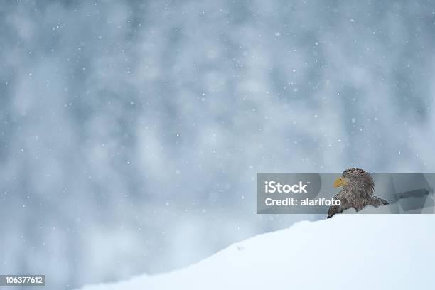 Aquila Di Mare Dalla Coda Bianca - Fotografie stock e altre immagini di Ambientazione esterna - Ambientazione esterna, Animale, Aquila