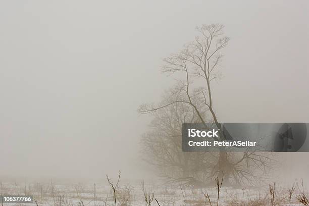 Spooky Árbol De Invierno Muy Niebla De La Mañana Foto de stock y más banco de imágenes de Aire libre - Aire libre, Aislado, Blanco - Color