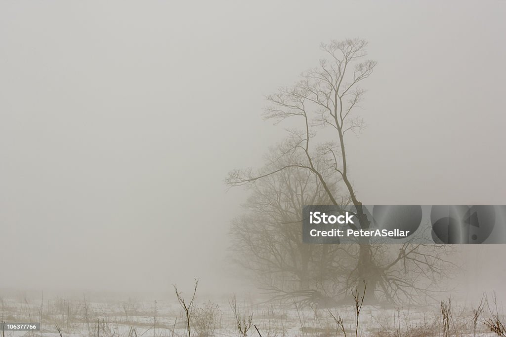 Fantasmagorie de brouillard sur un matin d'hiver. - Photo de Arbre libre de droits