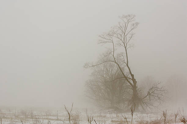istock Spooky tree on very foggy winter morning. 106377766