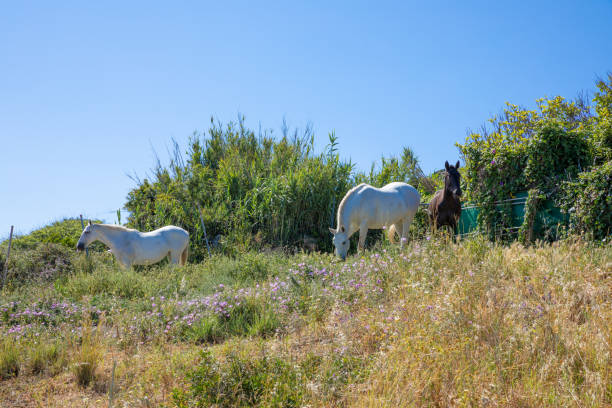 istock two white and one brown horses in the countryside 1063780122