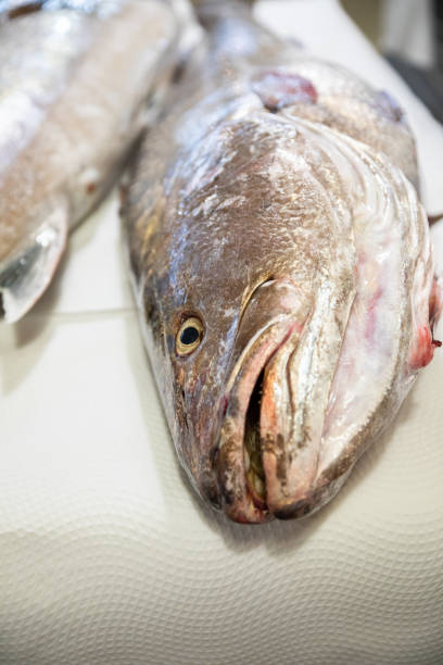 big fresh raw fish corvina on table head and face with eye and mouth of fresh raw dead big fish corvina, on white paper tablecloth on table raw croaker fish stock pictures, royalty-free photos & images