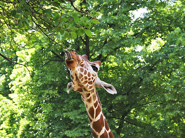 istock giraffe shows his tongue 106378121