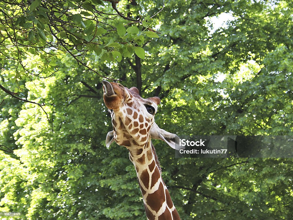 giraffe shows his tongue  Africa Stock Photo