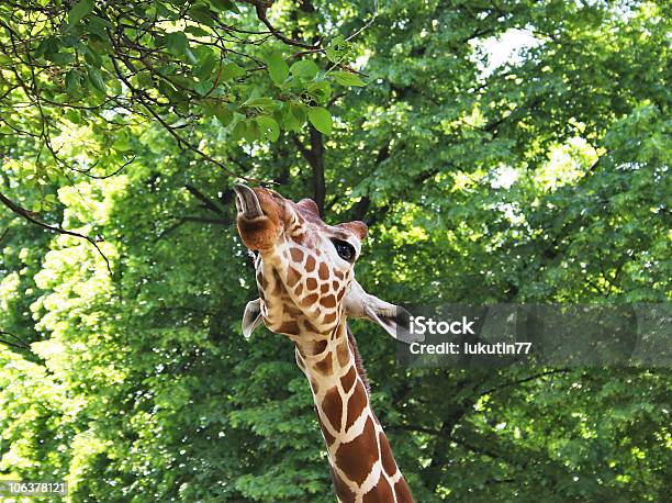 Giraffe Shows His Tongue Stock Photo - Download Image Now - Africa, Animal, Animal Ear