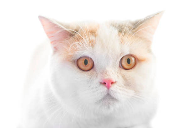 istock White Scottish Straight purebreed cat 1063781528