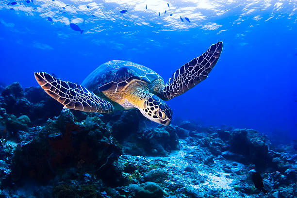 tartaruga nadando - sipadan island - fotografias e filmes do acervo