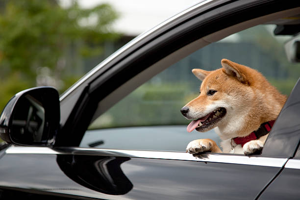 istock Japanese traditional dog(shiba inu dog) 106378289