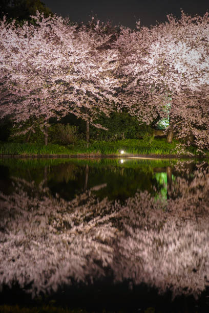 istock Of going to see cherry blossoms at night 1063782920