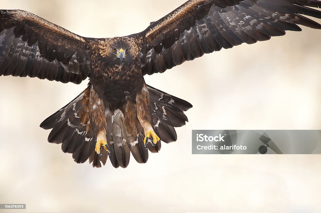 Fliegender Adler - Lizenzfrei Steinadler Stock-Foto