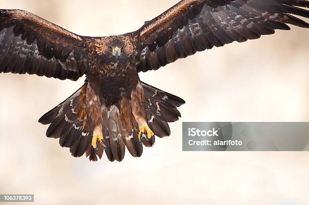 Fliegender Adler Stockfoto und mehr Bilder von Steinadler - Steinadler, Gespreizte Flügel, Adler